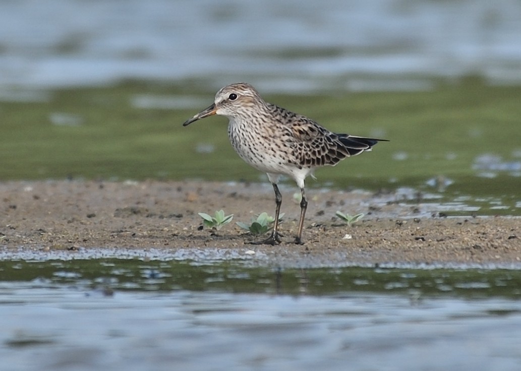 White-rumped Sandpiper - ML162857831