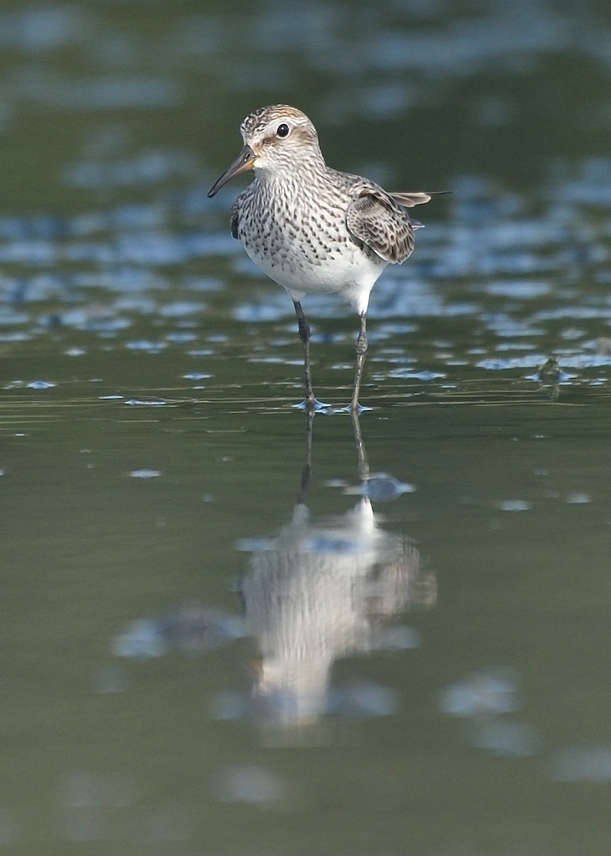 White-rumped Sandpiper - ML162857841