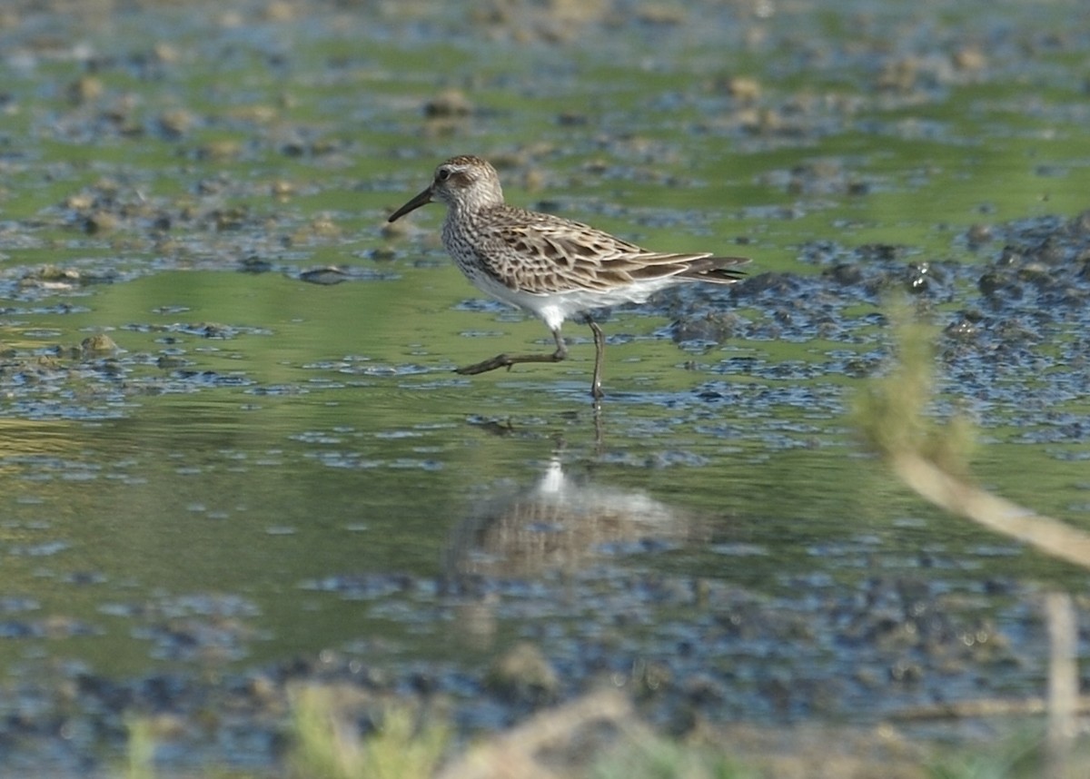 White-rumped Sandpiper - ML162857851