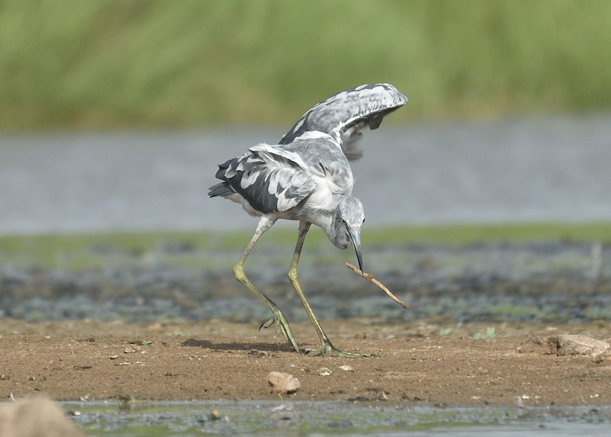 Little Blue Heron - ML162858021