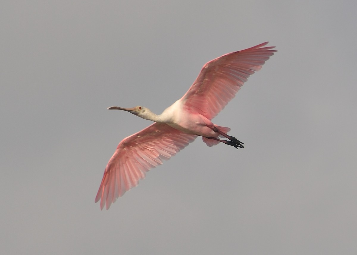 Roseate Spoonbill - ML162858041