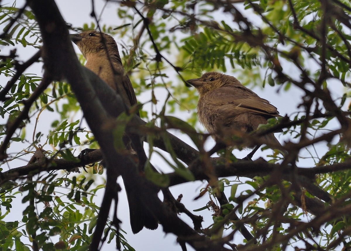 Shiny Cowbird - ML162858121