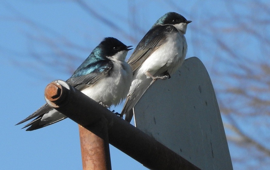 Tree Swallow - sheila chambers