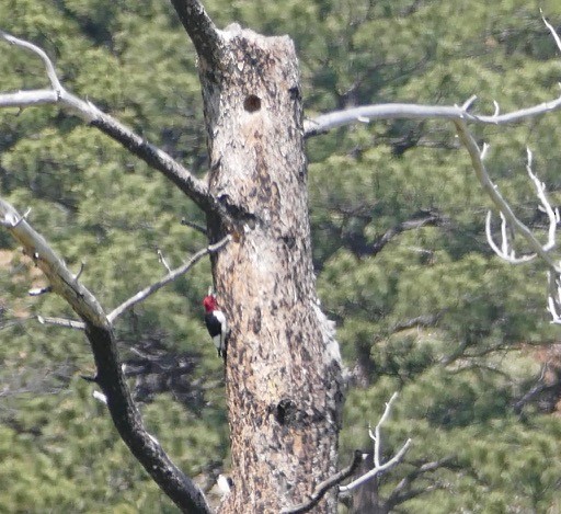 Pic à tête rouge - ML162859341