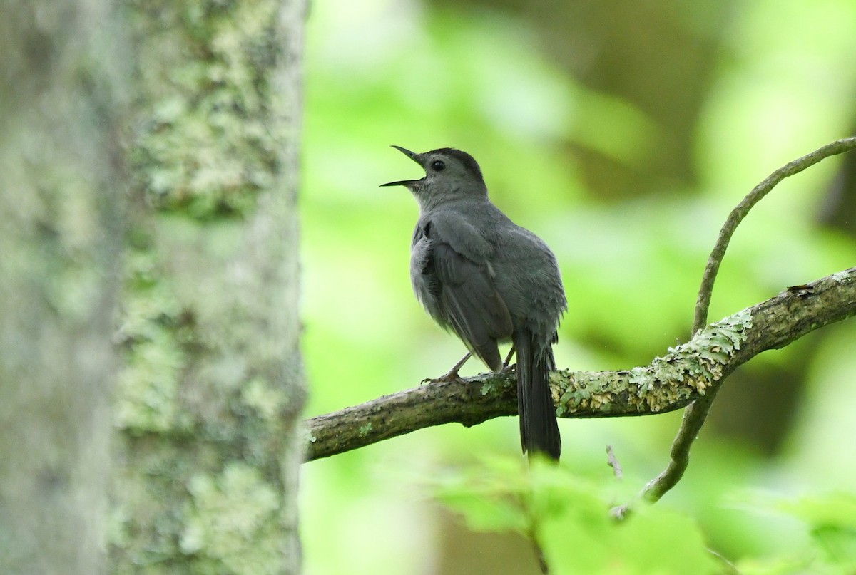 Gray Catbird - ML162859861