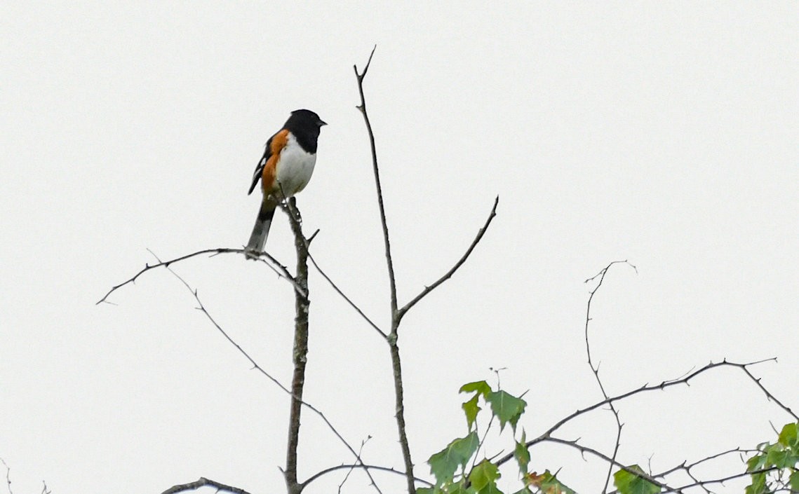 Eastern Towhee - ML162860061