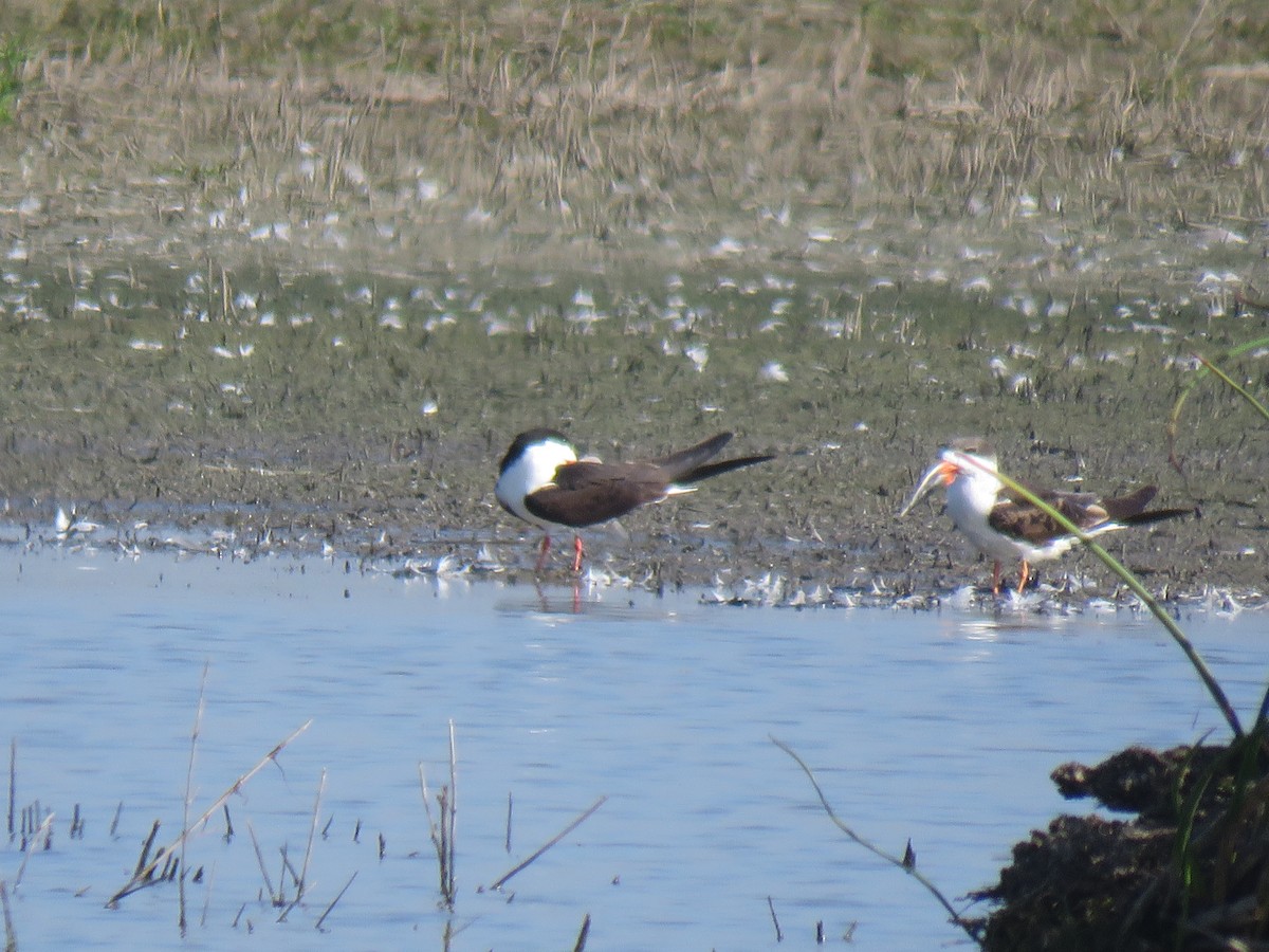 Black Skimmer - Gary Dial