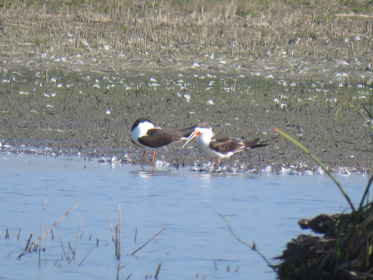 Black Skimmer - ML162861061