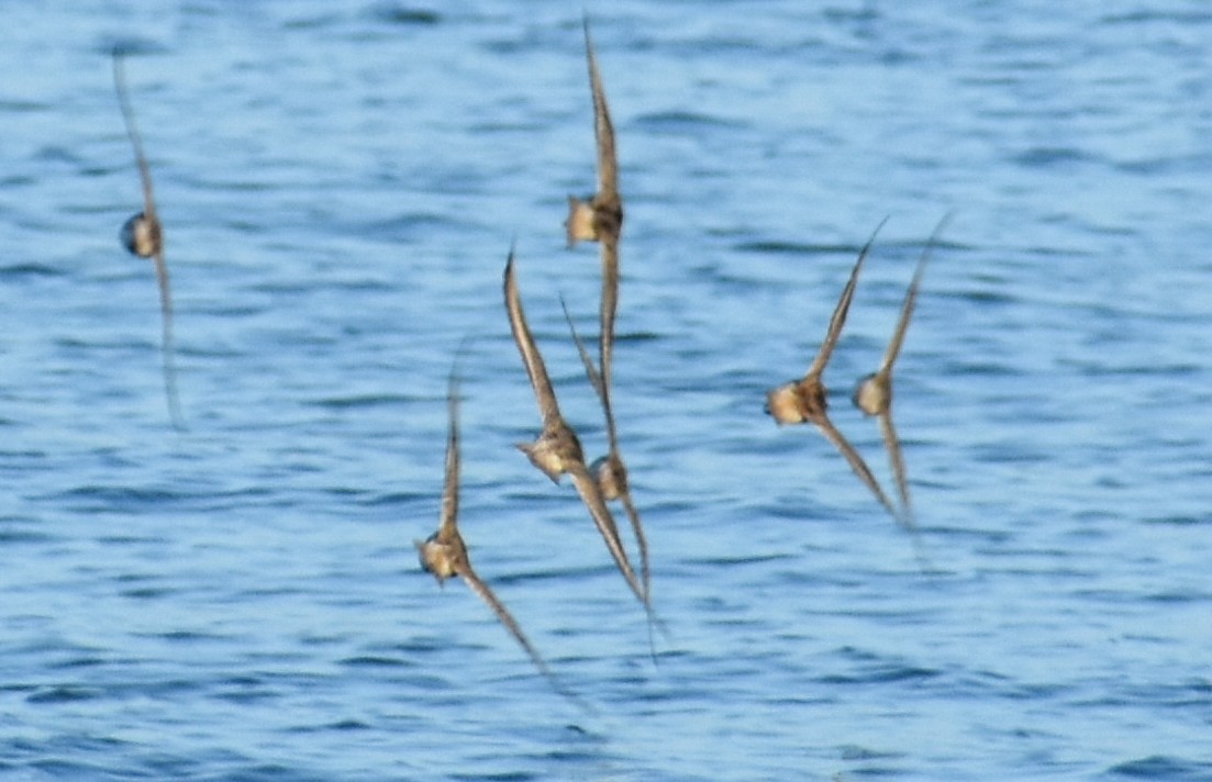 Red Knot - ML162861651