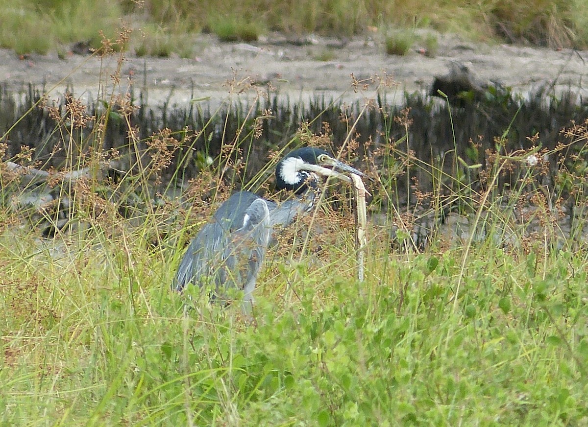 Black-headed Heron - ML162864091