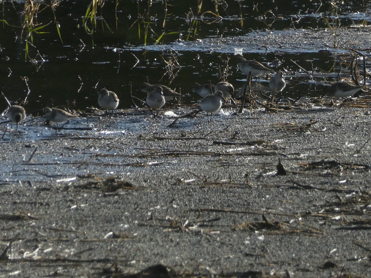 Semipalmated Sandpiper - ML162864661