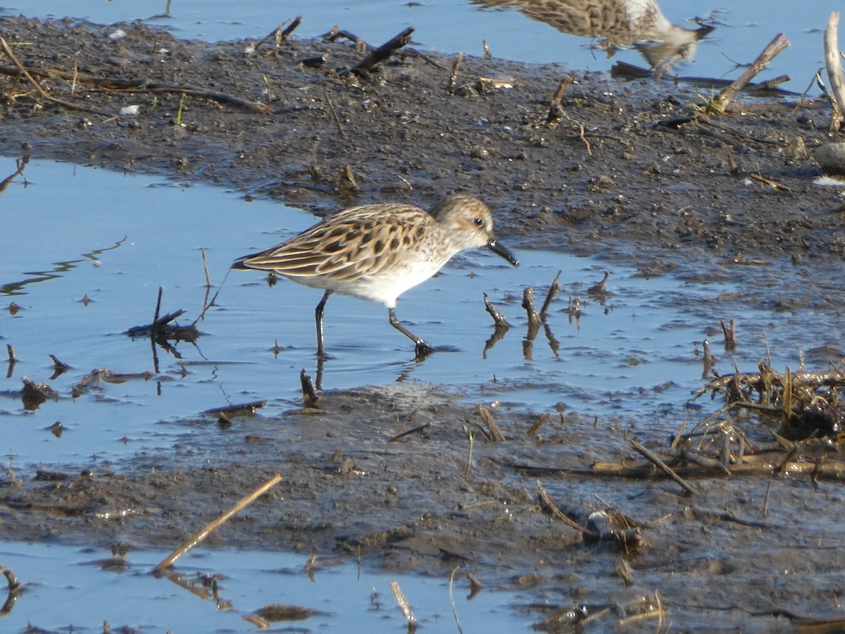 Semipalmated Sandpiper - ML162864781