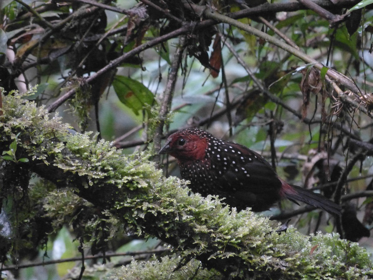 Ocellated Tapaculo - ML162867411