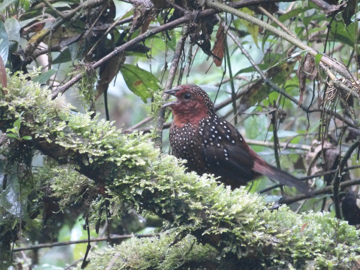 Ocellated Tapaculo - ML162867451