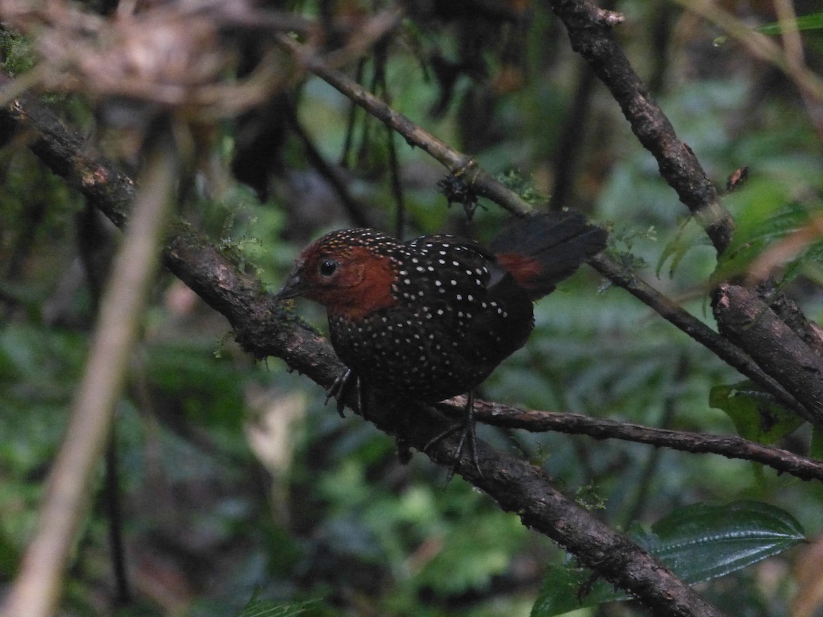 Ocellated Tapaculo - ML162867461