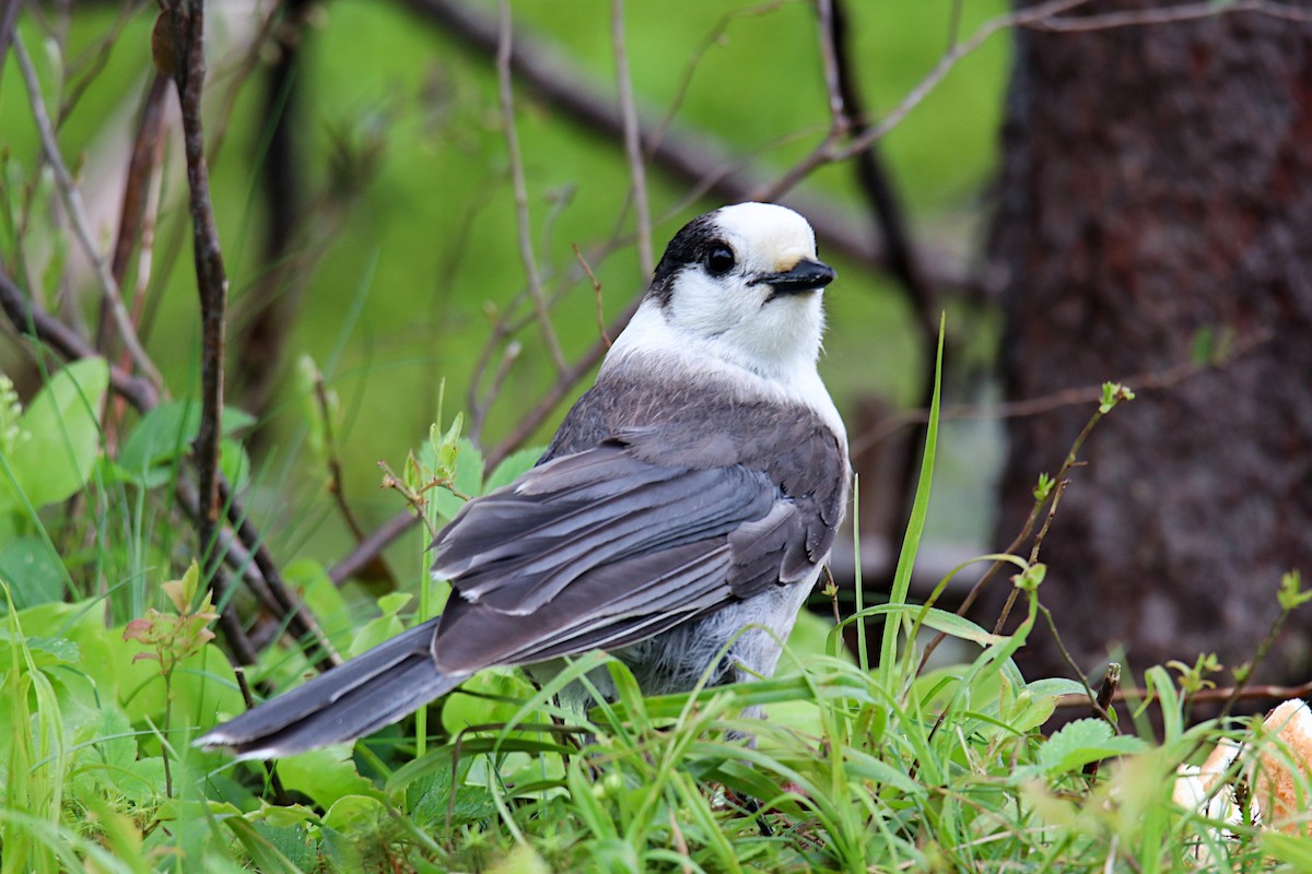 Canada Jay - Anthony Macchiarola