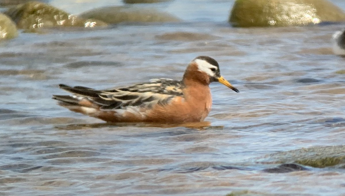 Red Phalarope - ML162869461