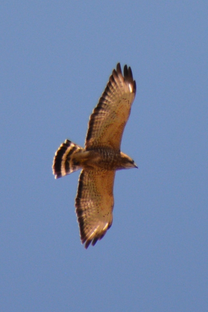 Red-shouldered Hawk - ML162869731