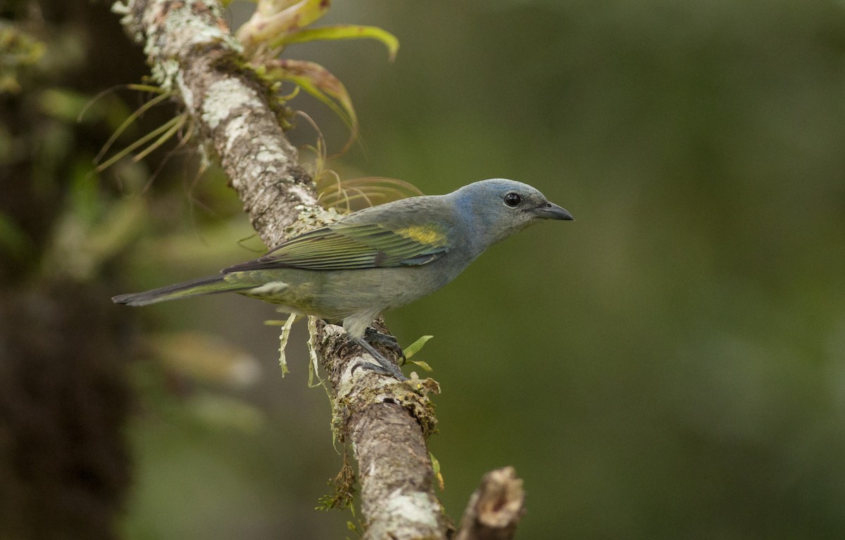 Golden-chevroned Tanager - ML162870741