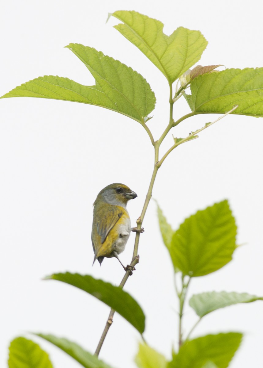 Green-throated Euphonia - ML162870881