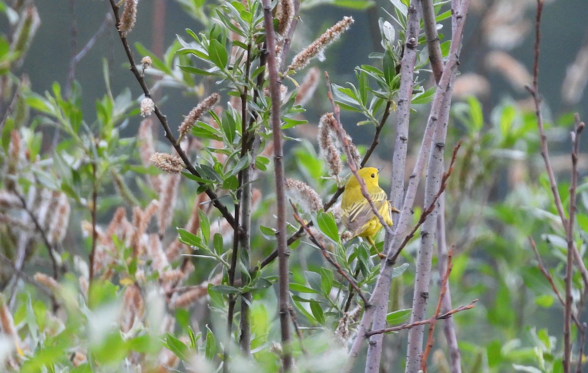 Yellow Warbler - Marc-Andre Beaucher