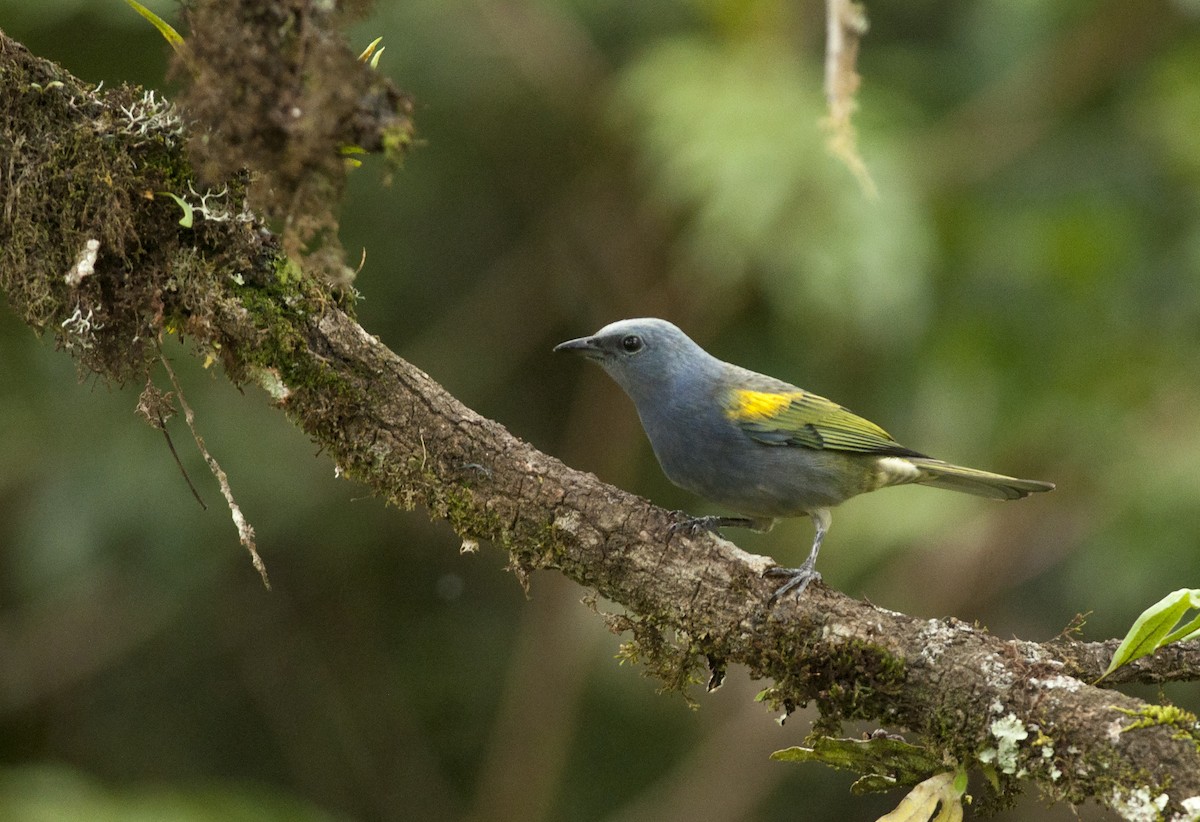 Golden-chevroned Tanager - ML162872051