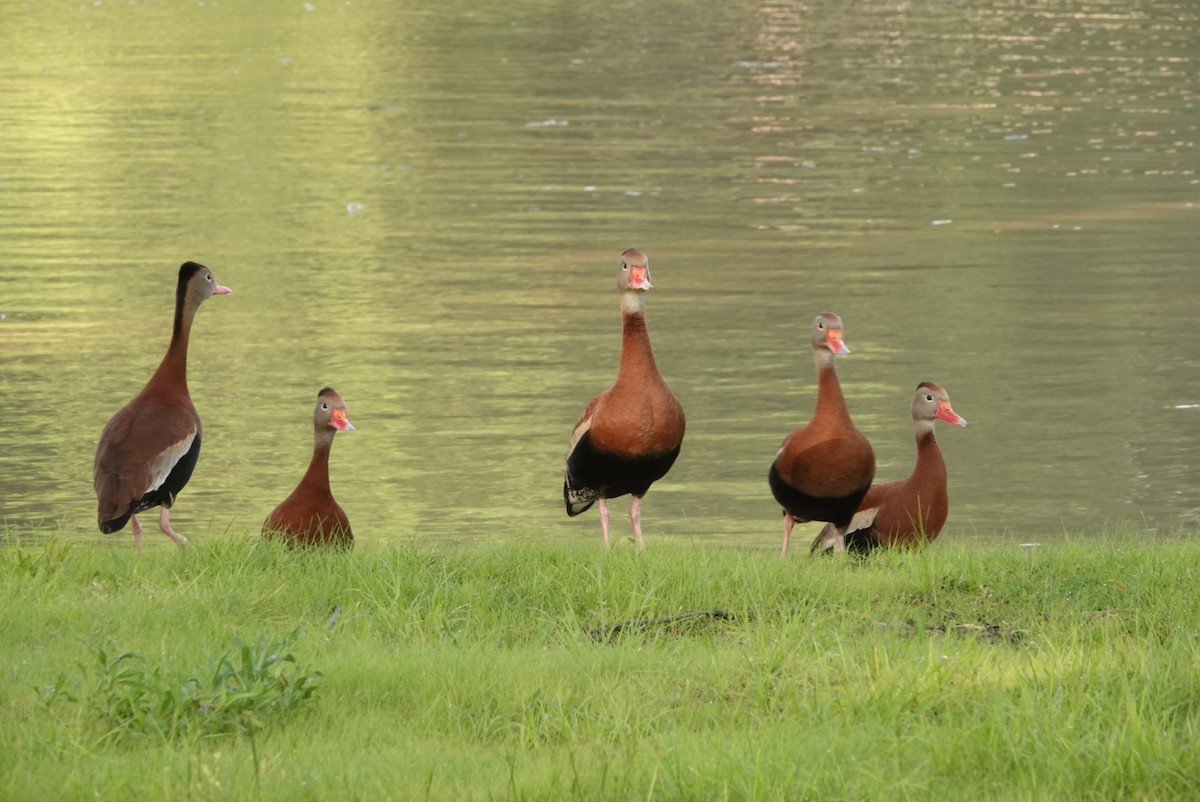 Black-bellied Whistling-Duck - ML162873021