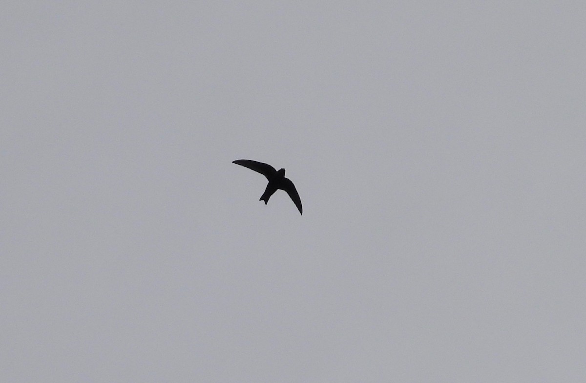 Black Swift - ML162873891