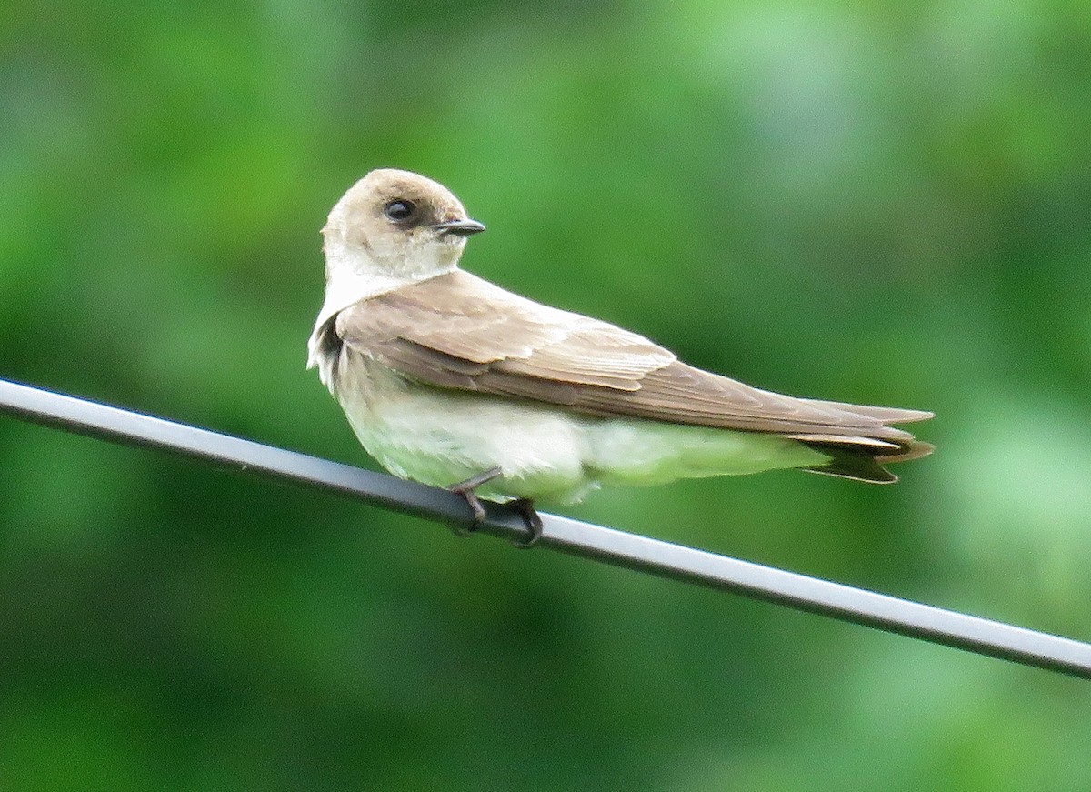 Northern Rough-winged Swallow - ML162875831