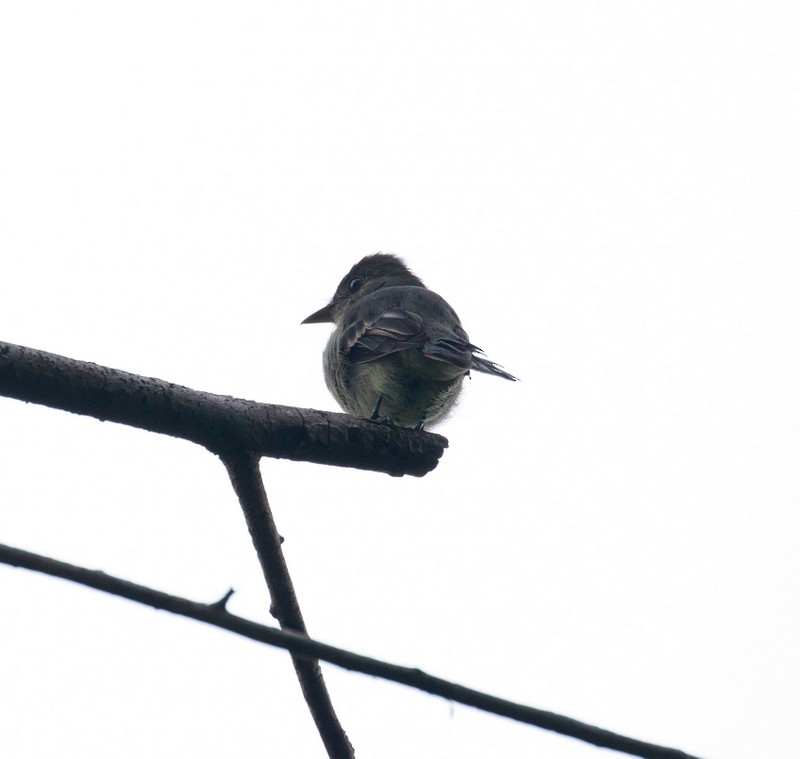 Northern Tropical Pewee - ML162877091