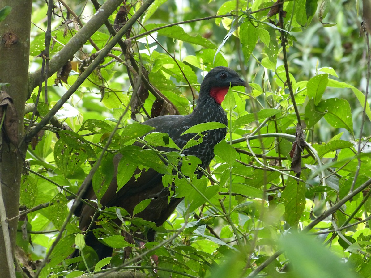 Cauca Guan - ML162877611