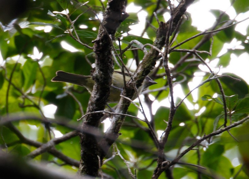 Golden-hooded Tanager - ML162877661