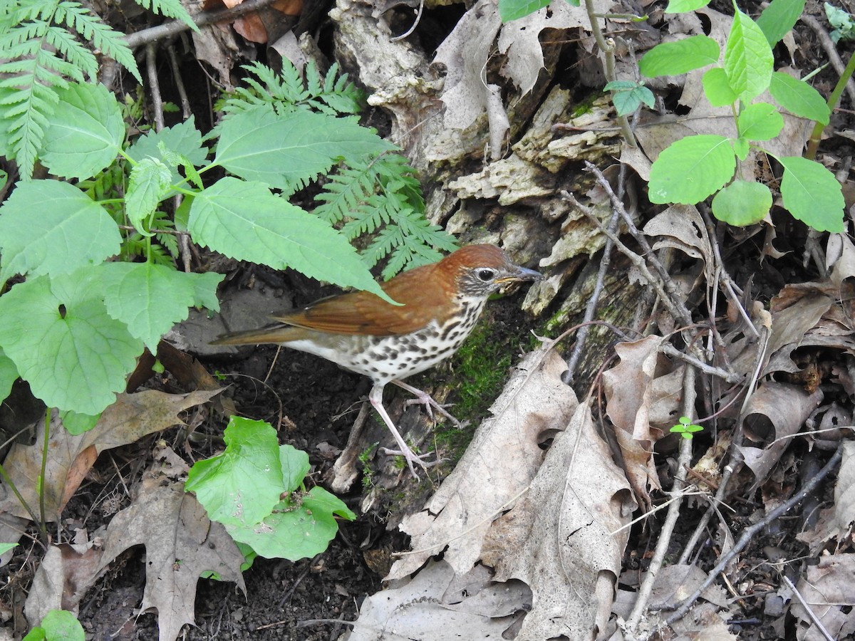 Wood Thrush - Andy Weber