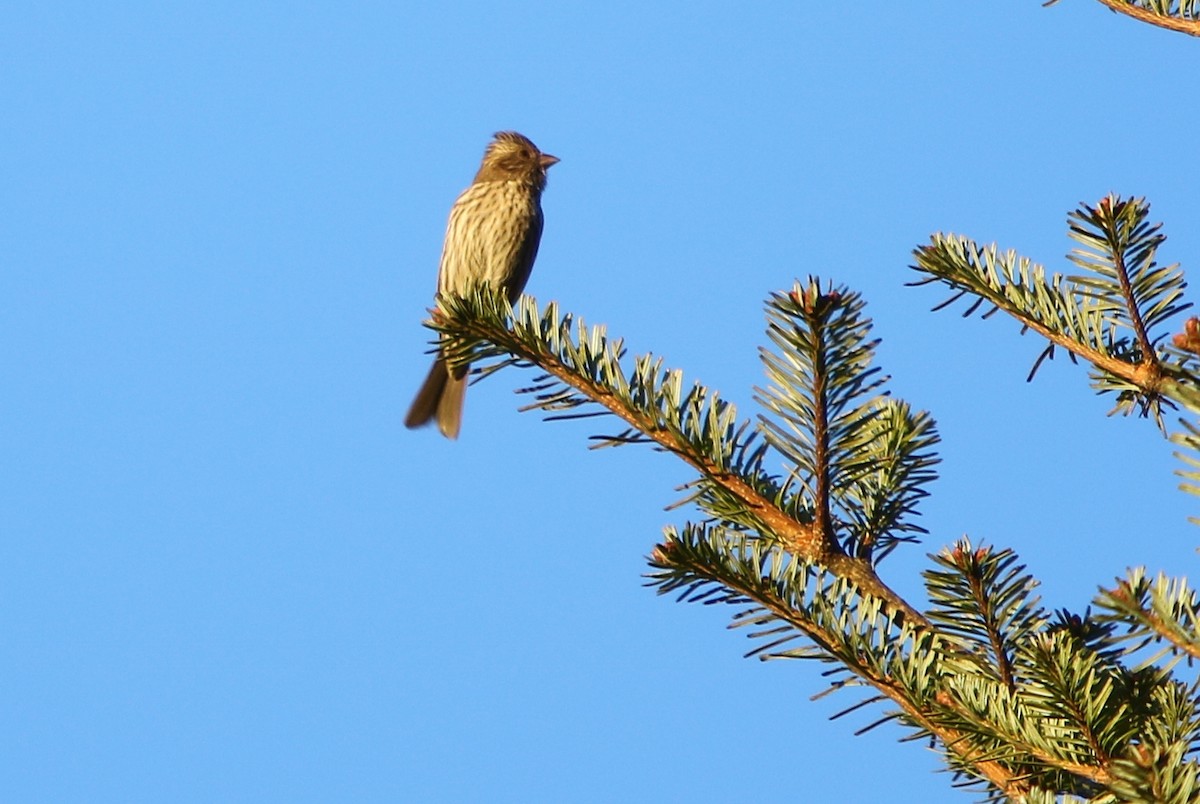 Himalayan White-browed Rosefinch - Bhaarat Vyas