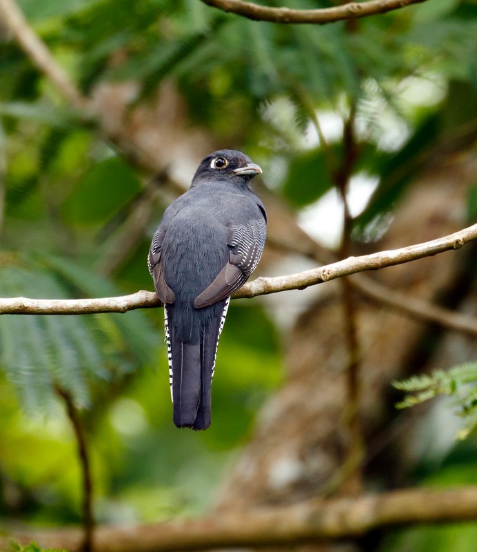 Gartered Violaceous Trogon - ML162878031