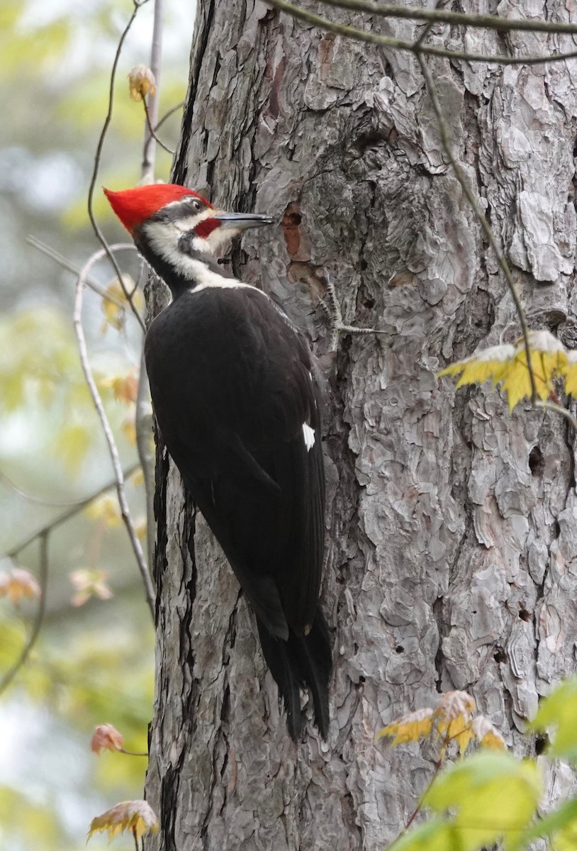 Pileated Woodpecker - ML162878161
