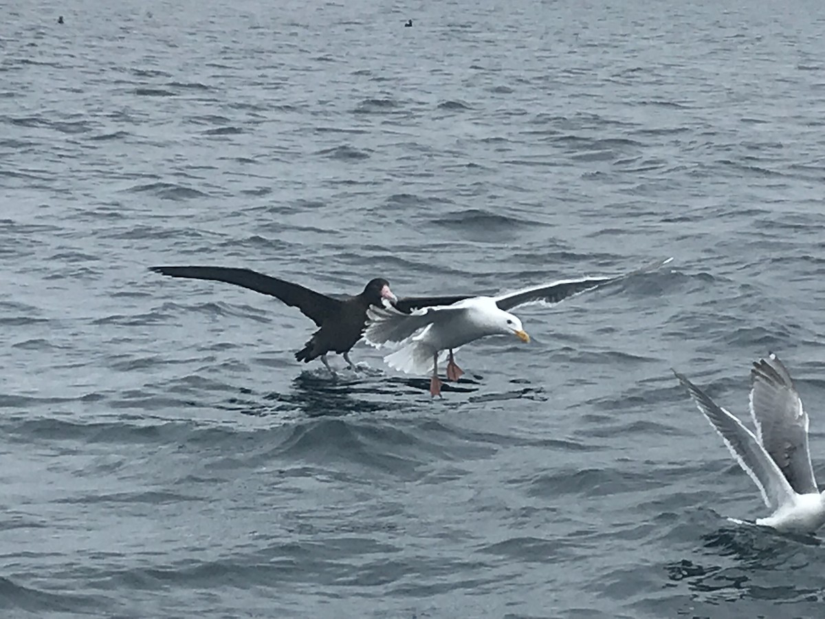 albatros bělohřbetý - ML162878741