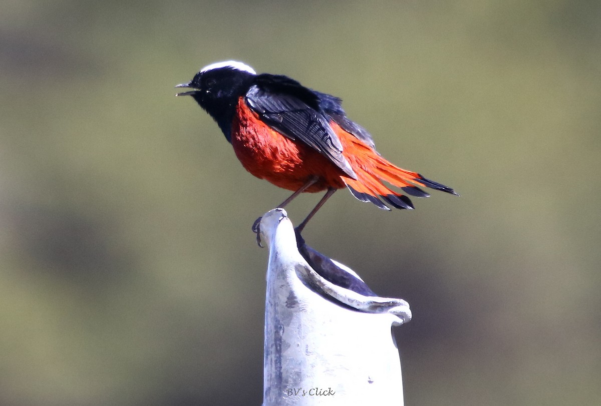 White-capped Redstart - ML162879051