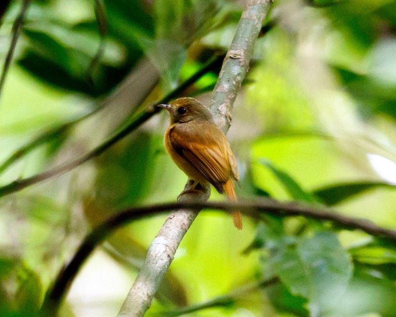 Ruddy-tailed Flycatcher - ML162879161