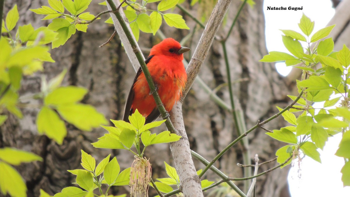 Scarlet Tanager - Anonymous