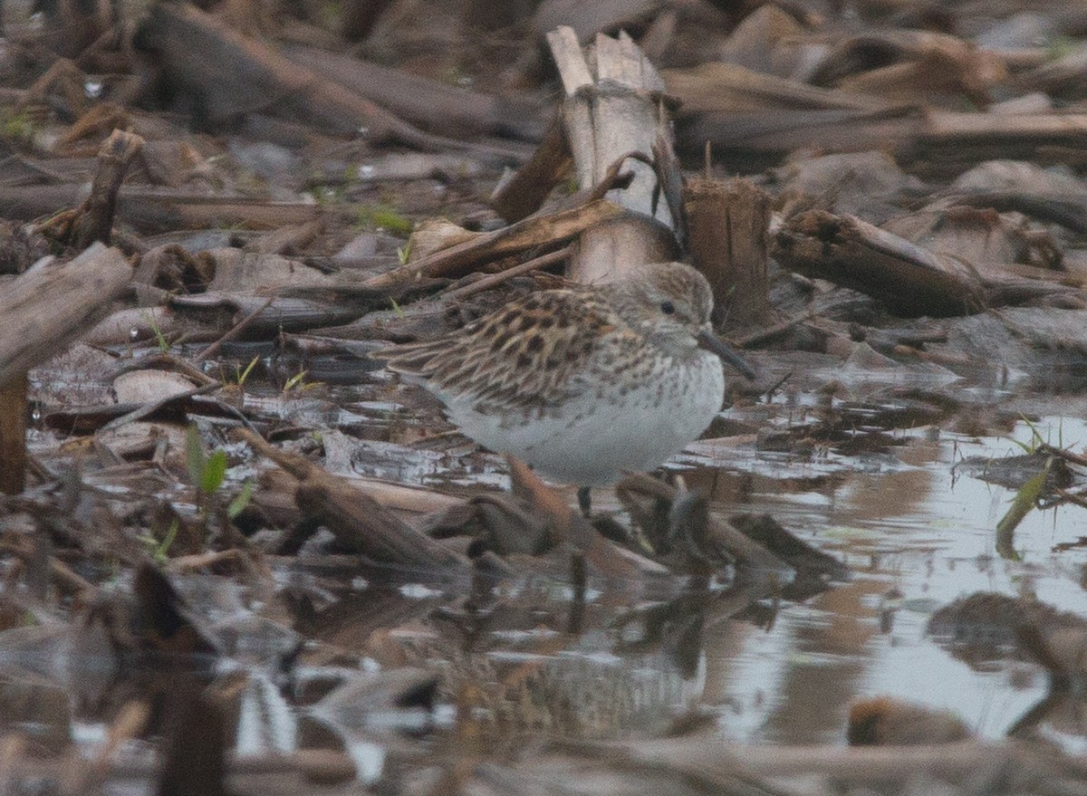 White-rumped Sandpiper - Joel Strong