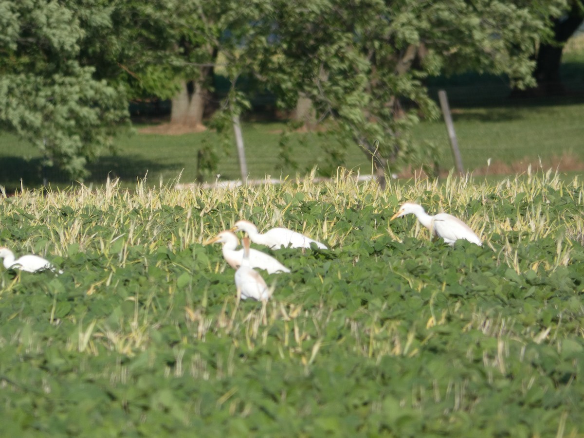 Western Cattle-Egret - ML162880741