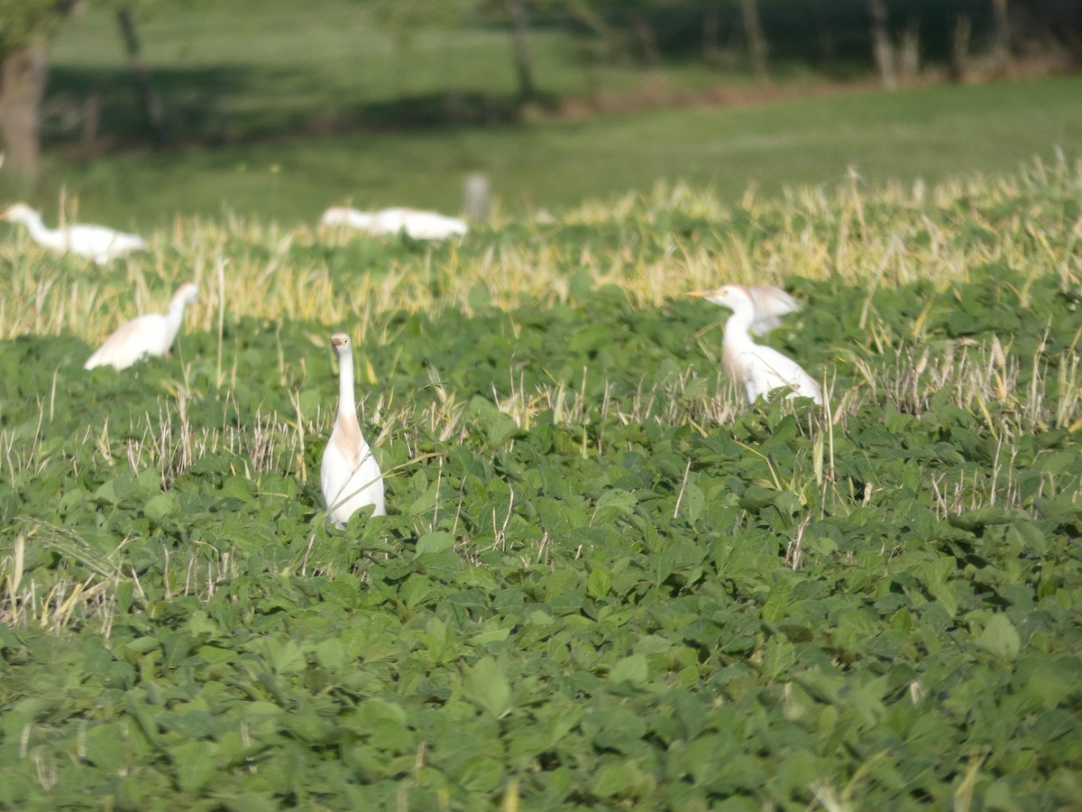 Western Cattle-Egret - ML162880761