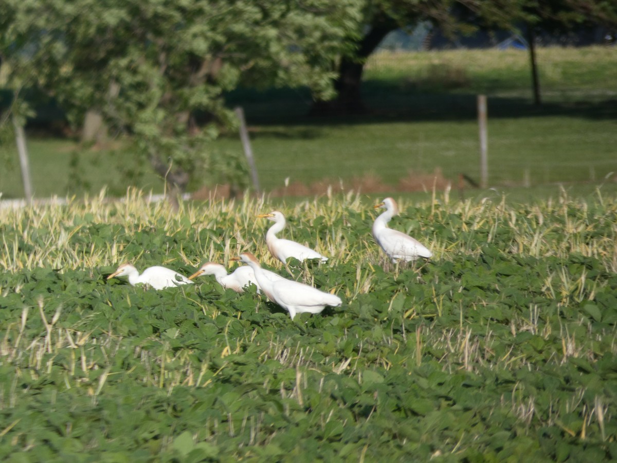 Western Cattle-Egret - ML162880791