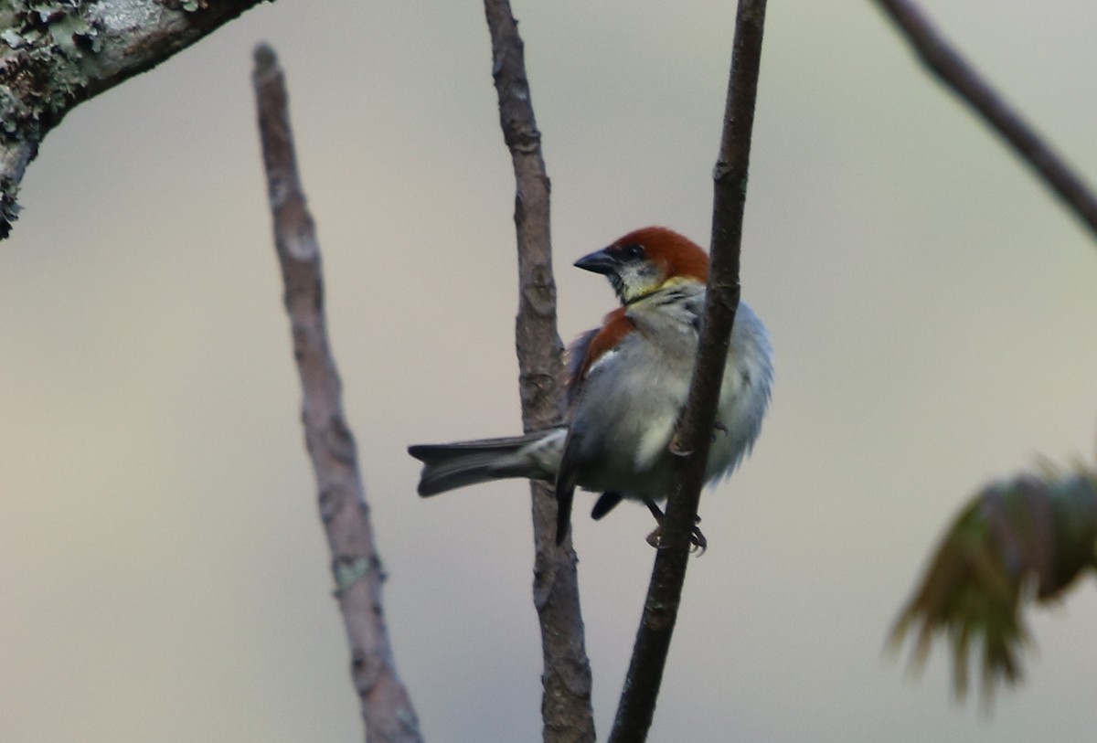 Russet Sparrow - ML162880831