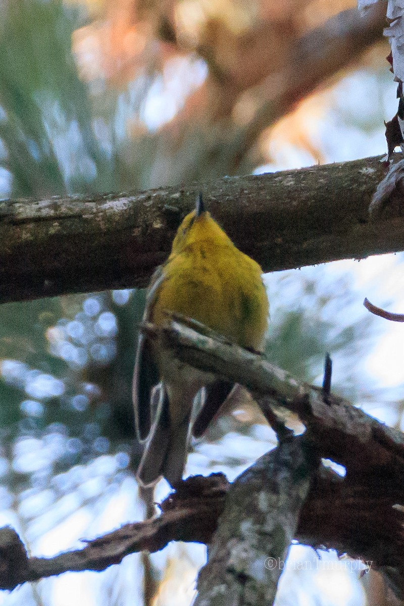 Pine Warbler - ML162880881