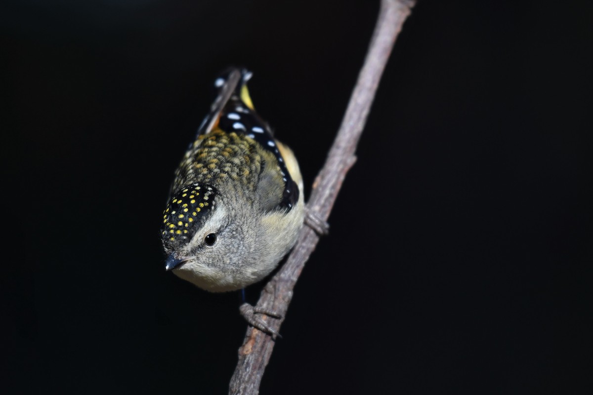 Spotted Pardalote (Spotted) - Ian Hearn