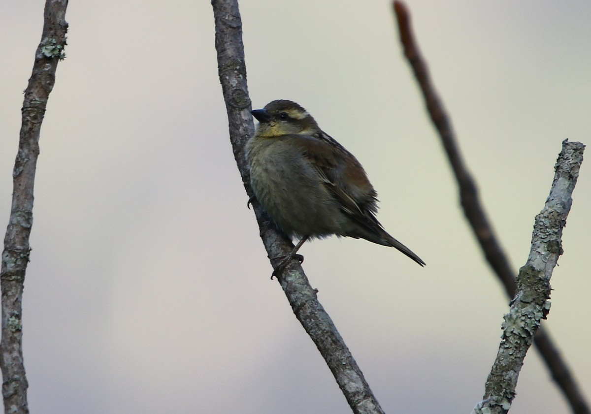 Russet Sparrow - ML162881221