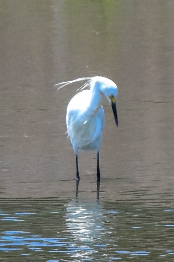 aigrette ou héron blanc sp. - ML162881811