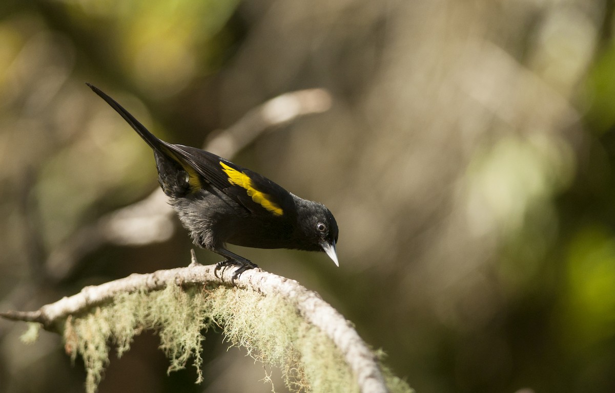 Golden-winged Cacique - ML162883681